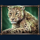 savanna roar slot leopard symbol
