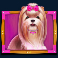 the dog house megaways slot shih tzu symbol