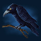 halloween fortune slot black crow symbol