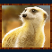 rumble rhino megaways slot meerkat symbol