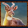 rumble rhino megaways slot nyala symbol