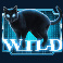 the matrix slot black cat wild symbol
