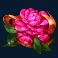 wild toro 2 slot pink rose symbol
