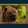 jungle spirit call of the wild slot bear symbol
