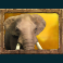 jungle spirit call of the wild slot elephant symbol