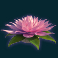 jungle spirit call of the wild slot orchid scatter symbol