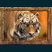 jungle spirit call of the wild slot tiger symbol