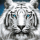 siberian storm slot white tiger symbol