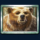 wild tundra slot bear symbol
