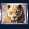 wild tundra slot sabre tooth tiger symbol