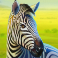 serengeti kings slot zebra symbol