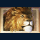jumanji slot lion symbol