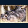 jumanji slot rhino symbol
