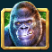 gorilla mayhem slot gorilla symbol