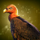 the border slot vulture symbol
