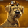 old gold miner megaways slot dog symbol