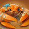 net gains slot crab symbol
