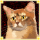 kitty glitter slot orange tabby cat symbol