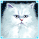 kitty glitter slot white persian cat symbol