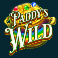 paddys pot mega moolah slot paddys wild symbol