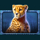 african elephant slot cheetah symbol