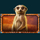 african elephant slot meerkat symbol