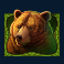 wild bison charge slot bear symbol