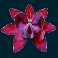 coba reborn slot blood orchid symbol