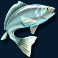 amazing catch slot blue fish symbol