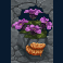 honey hunters slot purple flower symbol