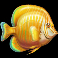 turtle paradise goldfish symbol