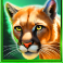 bison wilds doublemax slot bobcat symbol