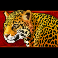 congo cash slot leopard symbol