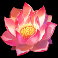 dragons vs gigablox slot lotus flower symbol