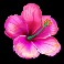 tiki secret slot pink flower symbol