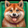 diamond doggies slot shiba inu symbol