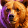 himalayan wild slot bear symbol