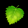 moleionaire slot leaf symbol