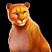 wolf gold ultimate slot cougar symbols