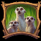 lions saga odyssey slot meerkat symbol