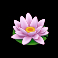 tiny toads slot lotus symbol