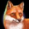 big buffalo slot Fox symbol