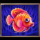 beware the shark slot orange fish symbol