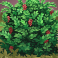 big stack lumberjack slot bush symbol