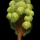 big stack lumberjack slot elm symbol