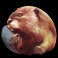 buffalo lightning slot beaver symbol