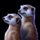savannah legend slot meerkats symbol