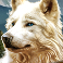 wolf stacks megaways slot white wolf symbol