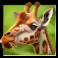 serengeti sunset slot giraffe symbol