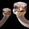 serengeti sunset slot ostrich symbol